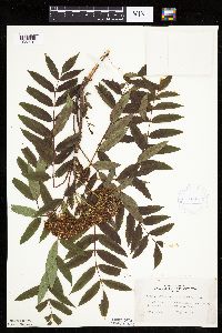 Image of Sorbus americana