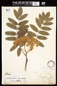 Image of Sorbus decora
