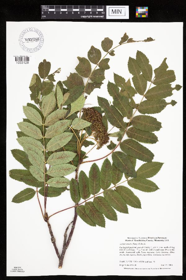 Sorbus decora image