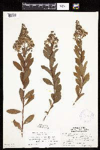 Spiraea alba image