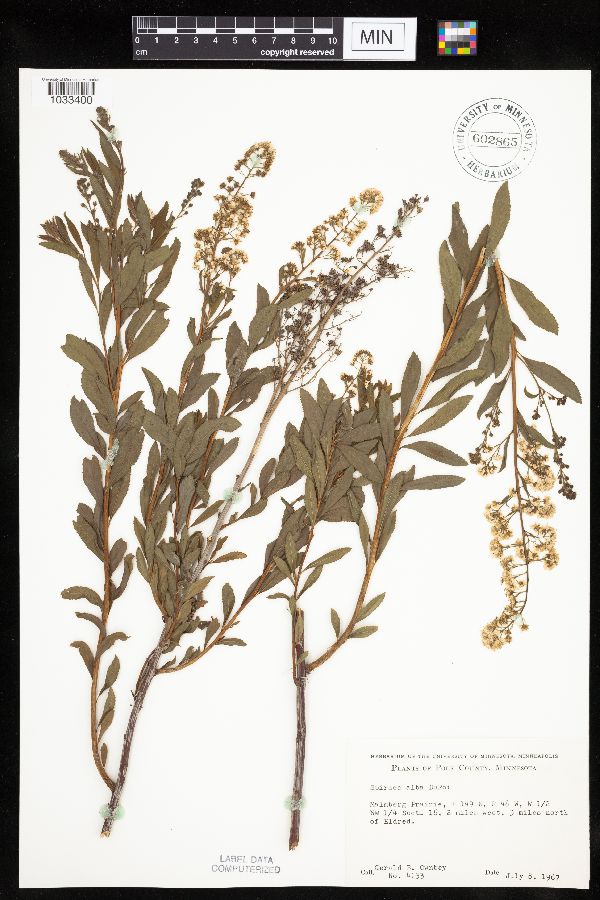 Spiraea alba image