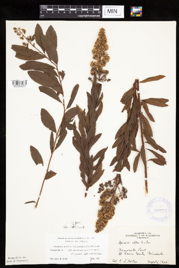 Spiraea alba image