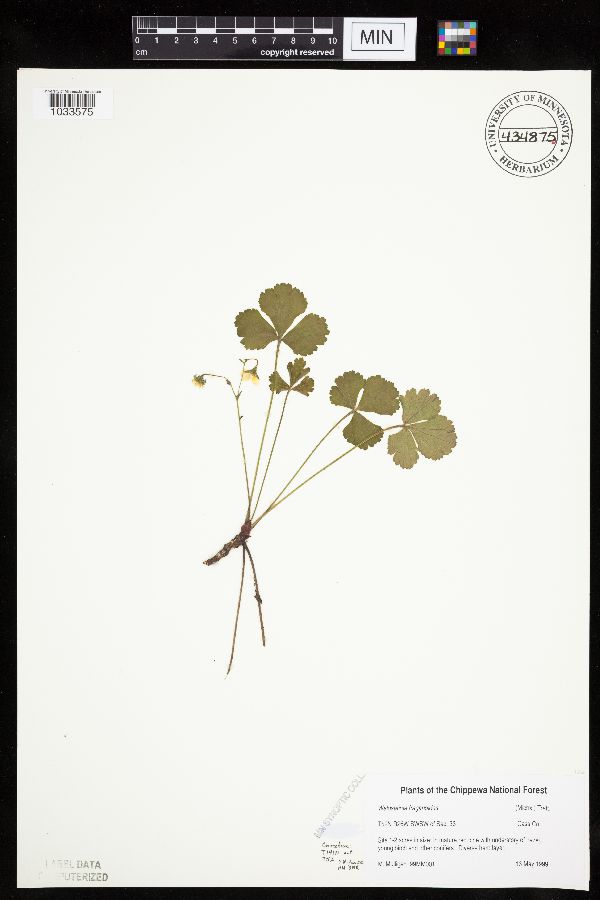 Waldsteinia fragarioides image