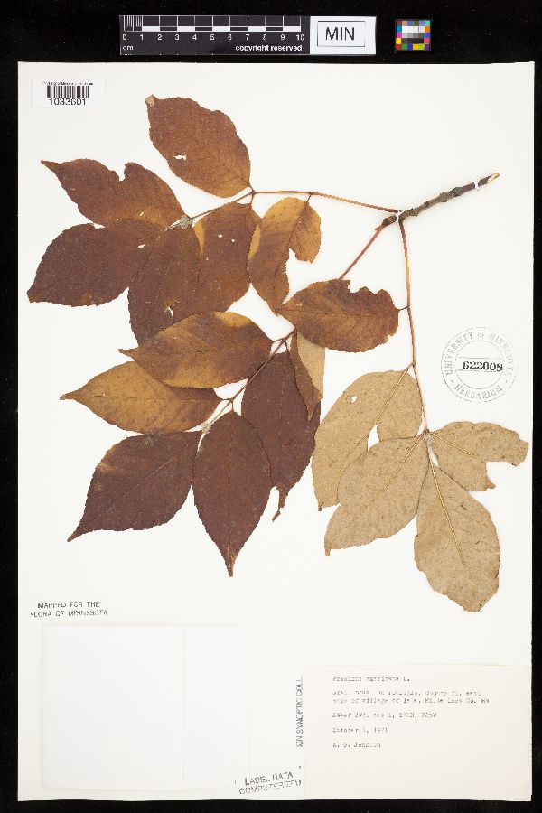 Fraxinus americana image