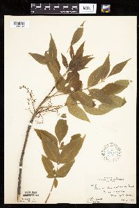 Fraxinus pennsylvanica image