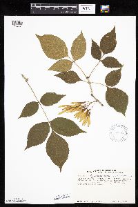 Fraxinus pennsylvanica image