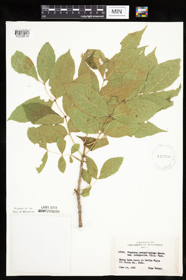 Fraxinus pennsylvanica image