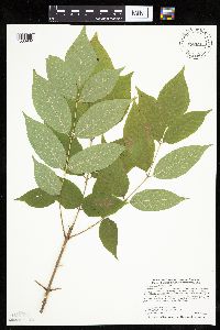 Fraxinus pennsylvanica image