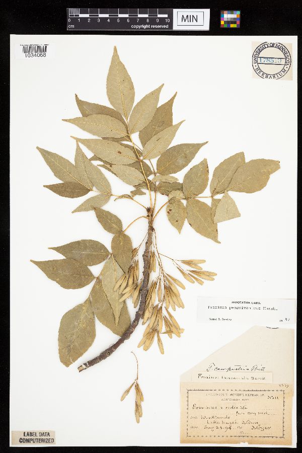 Fraxinus pennsylvanica image