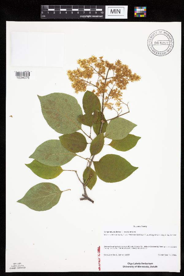 Syringa reticulata image