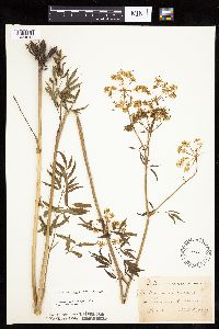 Cicuta maculata var. maculata image