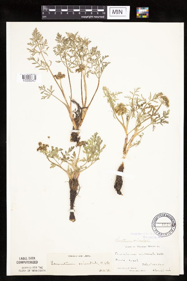 Lomatium orientale image