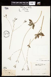 Image of Osmorhiza berteroi