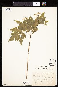 Image of Osmorhiza longistylis