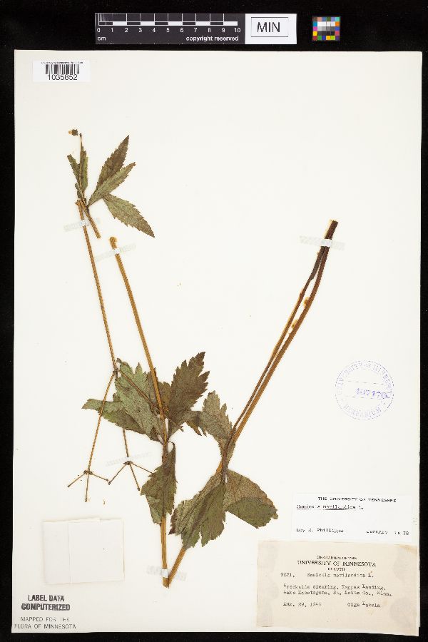 Sanicula marilandica image