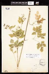 Image of Thaspium barbinode