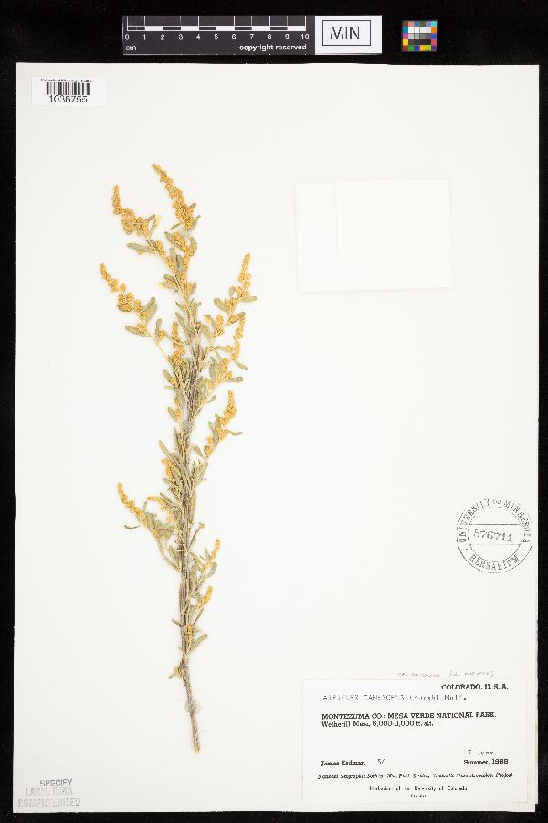 Atriplex canescens canescens image