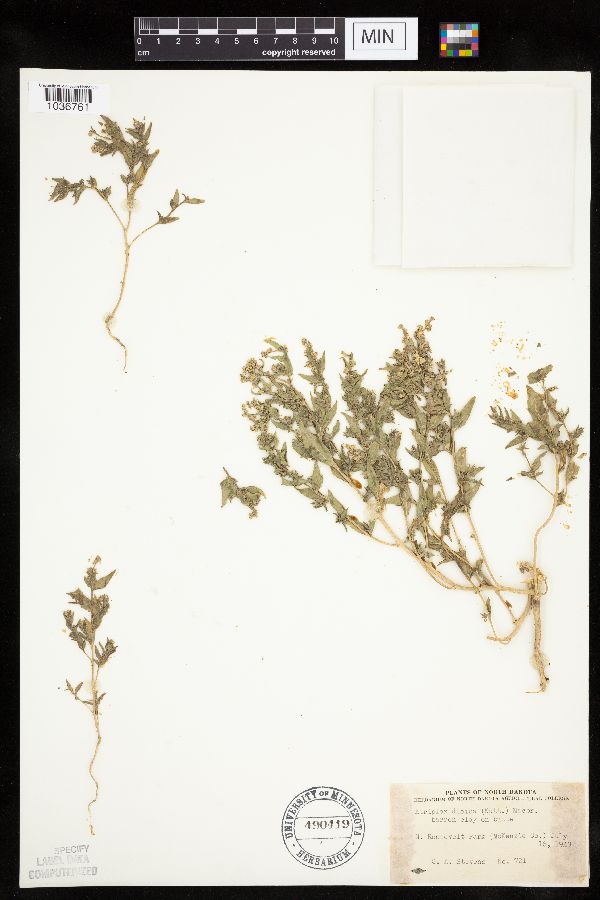 Atriplex dioica image