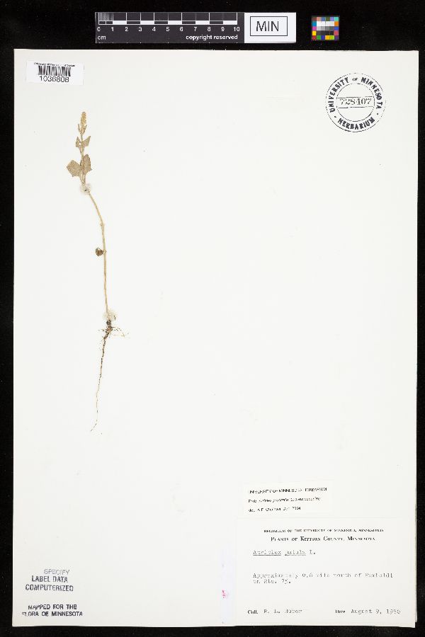 Atriplex prostrata image