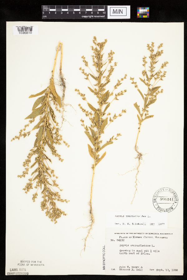 Axyris amaranthoides image