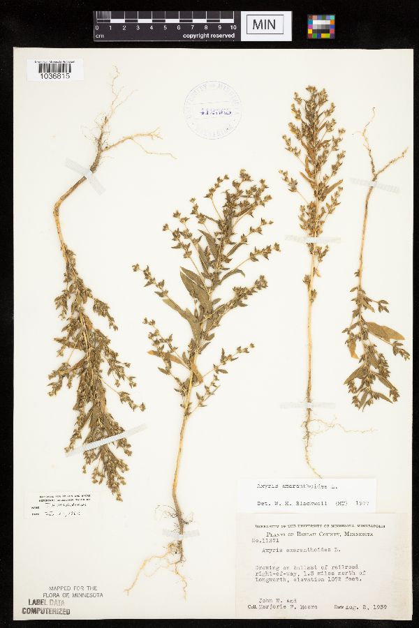 Axyris amaranthoides image