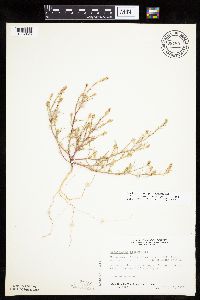 Corispermum americanum var. americanum image