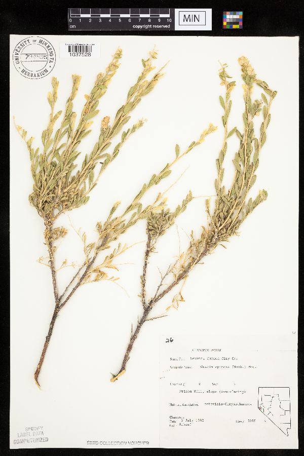 Grayia spinosa image