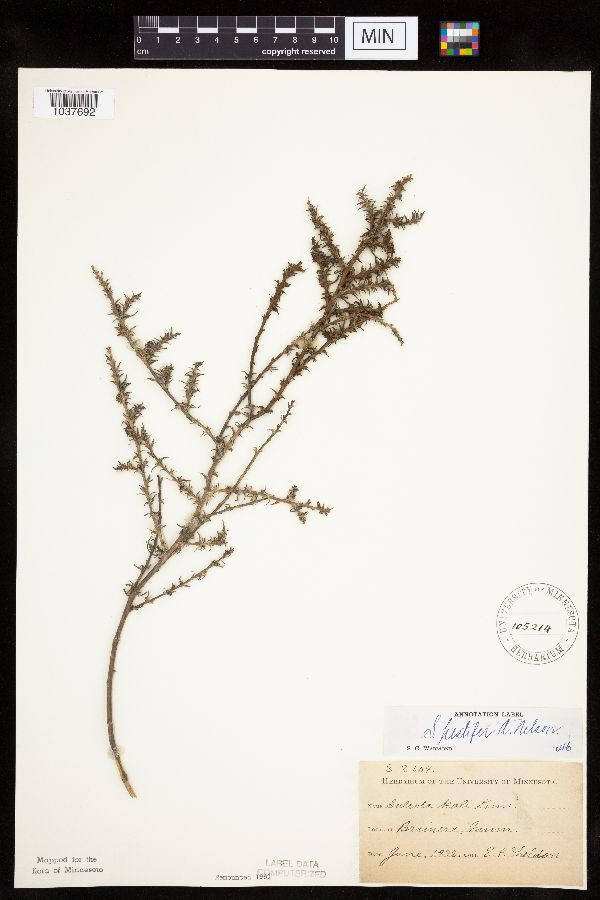 Amaranthaceae image