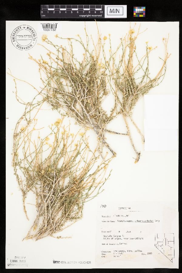 Acamptopappus sphaerocephalus image