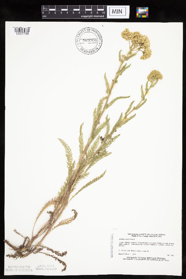 Achillea millefolium image