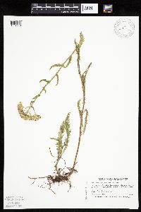 Achillea millefolium image