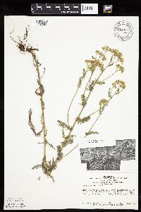 Achillea millefolium image