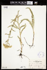 Achillea millefolium image