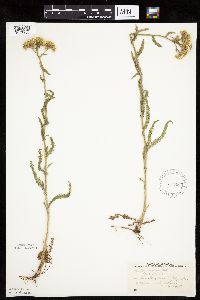 Achillea millefolium image