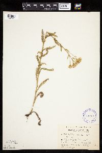 Achillea millefolium image
