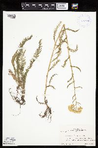 Achillea millefolium image