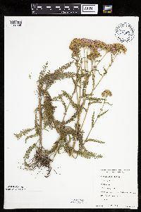 Achillea millefolium image