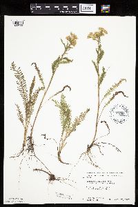 Achillea millefolium image