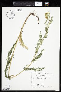 Achillea millefolium image