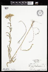 Achillea millefolium image