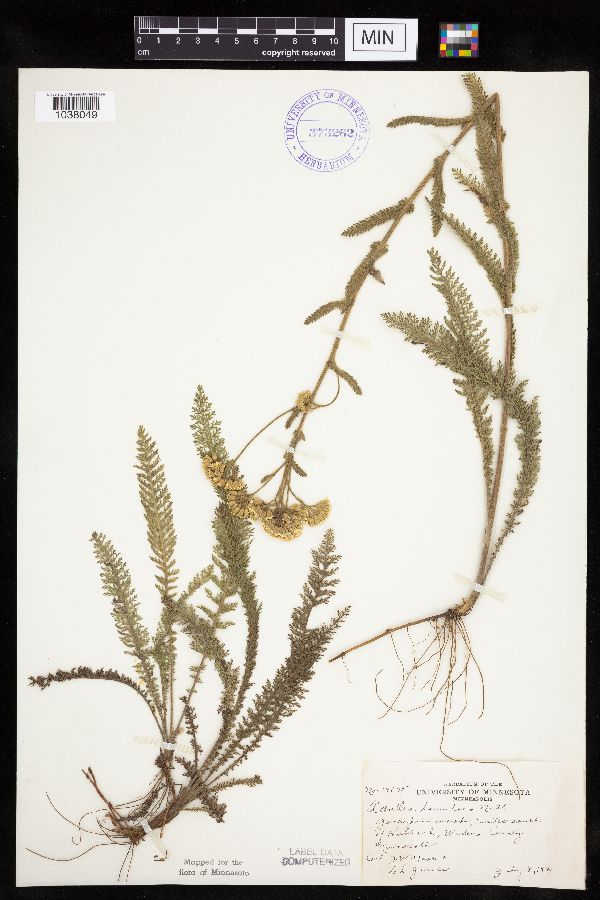 Achillea millefolium image