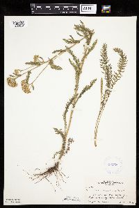 Achillea millefolium image