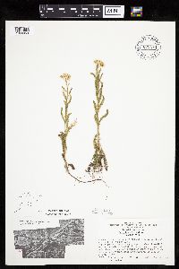 Achillea millefolium image