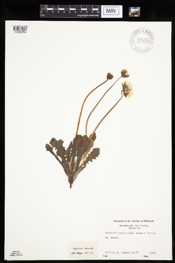 Agoseris apargioides image