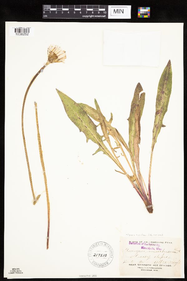 Agoseris aurantiaca image