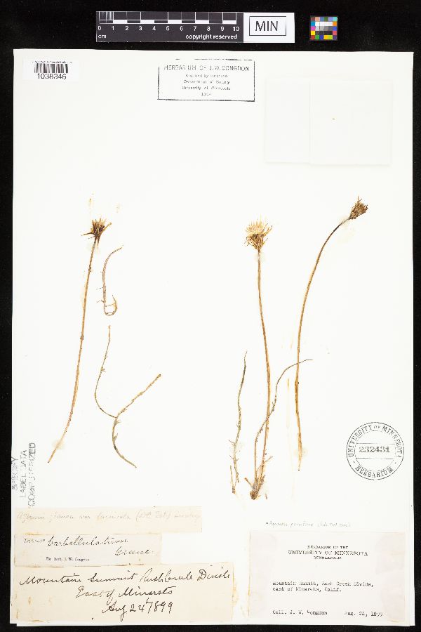 Agoseris parviflora image