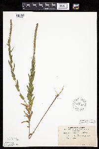 Image of Ambrosia bidentata