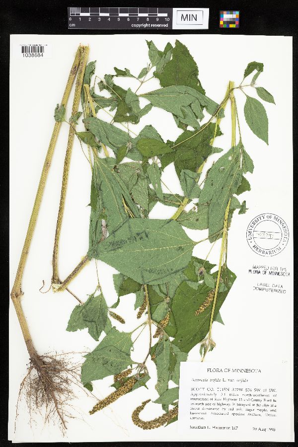Ambrosia trifida image