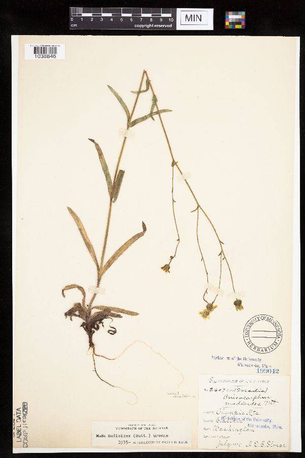 Anisocarpus image