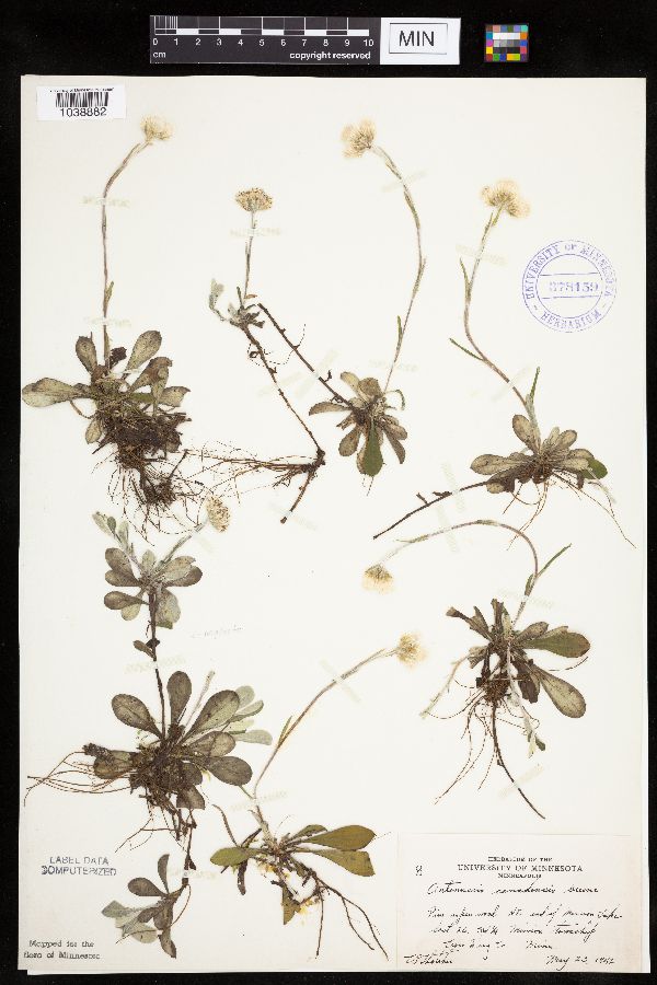 Antennaria howellii subsp. canadensis image